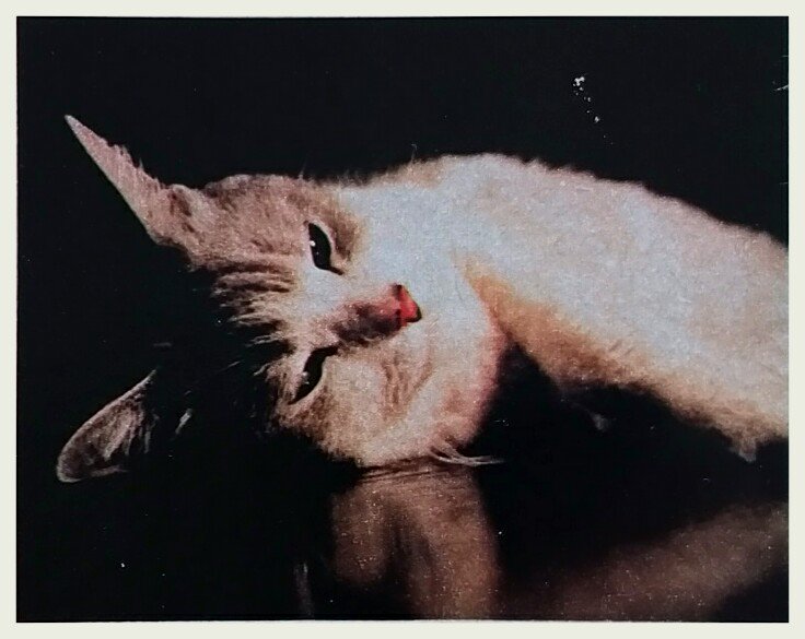 カトウ ニニ この 猫語の教科書 の解説漫画に出てくる 大島弓子先生の飼い猫サバ サバとの日々を描いた作品群 写真 で知られていますが 御本人 御本猫 の写真が公開されることは少なかったと思います 19年 の雑誌oliveに掲載された記事
