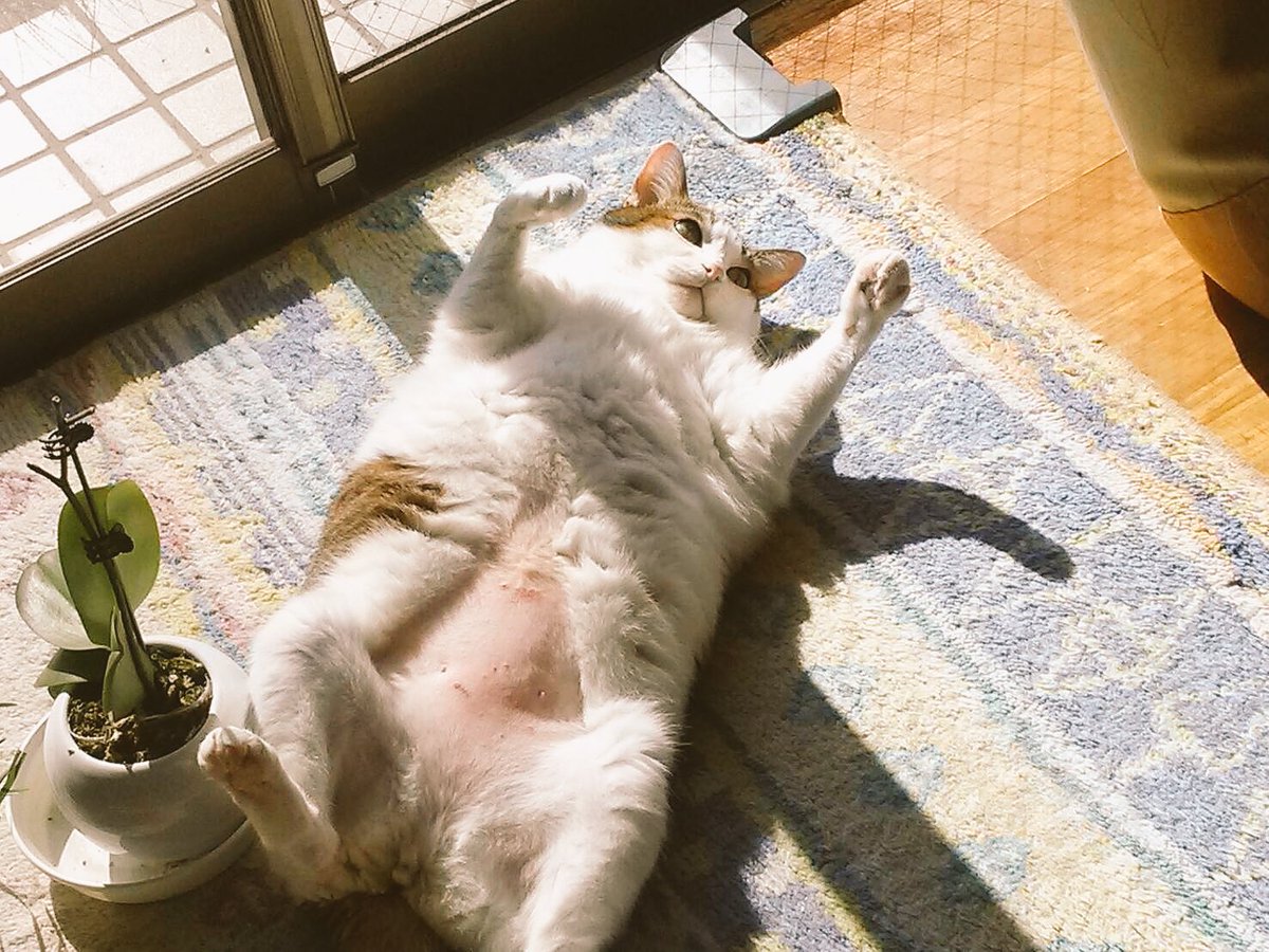 実家で飼ってる猫が大きくなりすぎたのでもしかしたら猫じゃない生き物な気がしてきた話 みんなの家の猫写真が集まる Togetter 実家で飼ってる猫が大きくなりすぎたのでもしかしたら猫じゃない生き物な気がしてきた話 みんなの家の猫写真が集まる Togetter