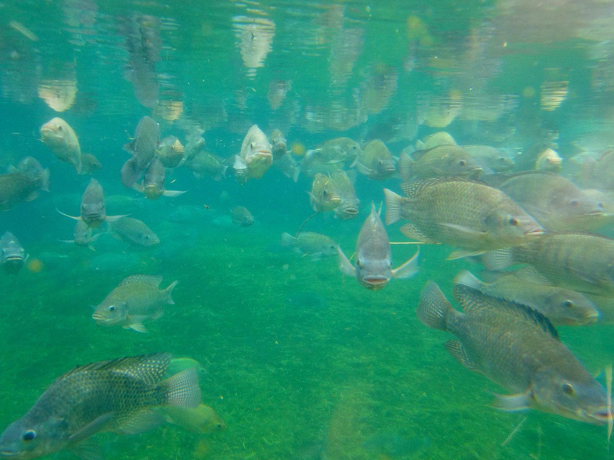 LORIOTio's tweet image. #Iran #SmartFishFarming
bit.ly/Smart_Fish_Far…
@libelium tells about how #IoT, once again, generates a positive impact.
This #water #monitoring solution, enabled by our network server, leads to a reduction in costs and an increase in productivity in terms of quantity and quality