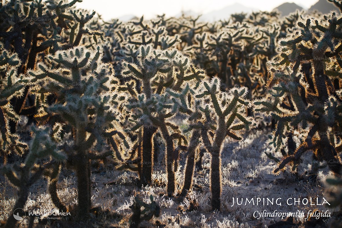 Wenbo77's tweet photo. Jumping Cholla (Cylindropuntia fulgida) forest in northern Sonora Mexico. #Catus #Cactaceae #MexicanFlora #SonoraDesert #JumpingCholla https://t.co/jUHm4VVSZJ