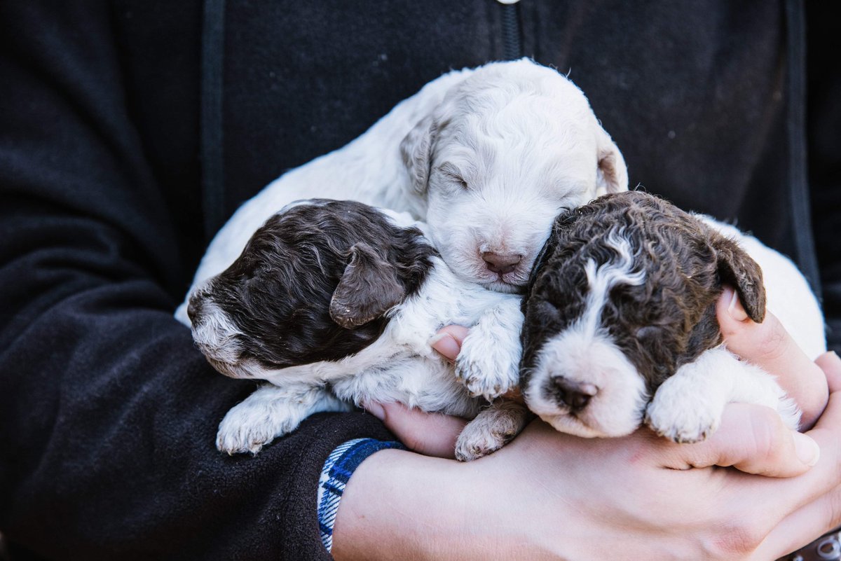 blackberry farm puppies