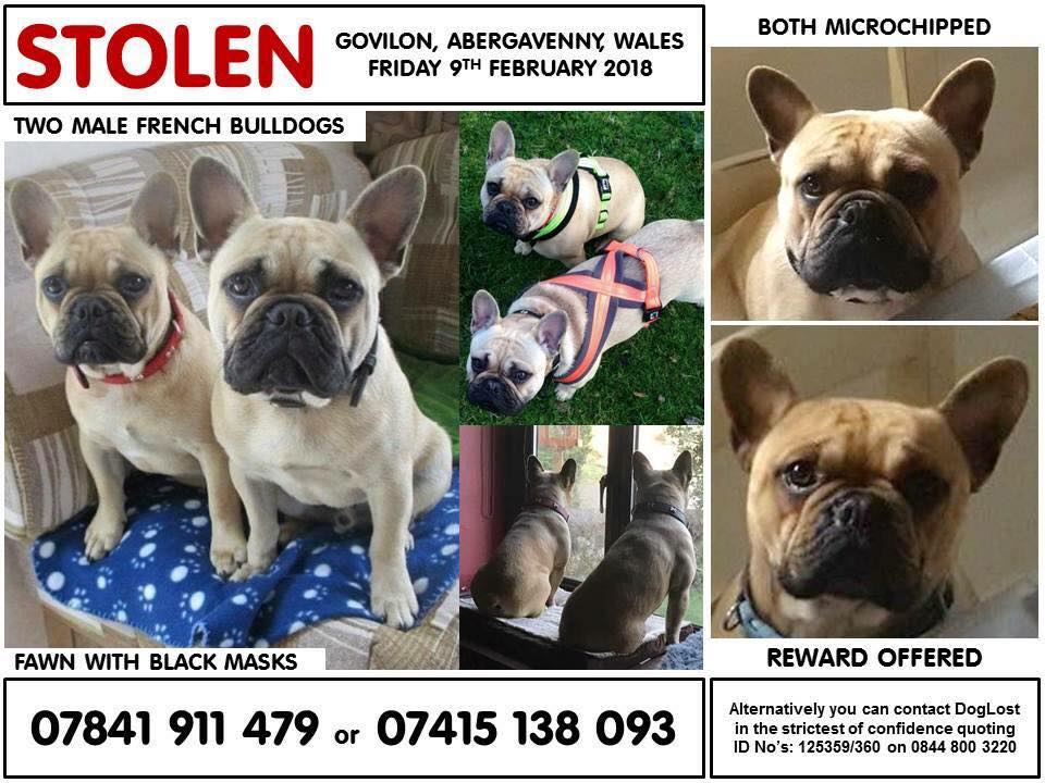 LyndaIndigoStar's tweet photo. @P_Wicks01 #Bert &amp; #Ernie the french bulldog brothers are still missing. Please RT to help bring these boys back home, thanks! #Abergavenny #frenchbulldog #missingdog #stolendog https://t.co/fIJ1YPsaH9