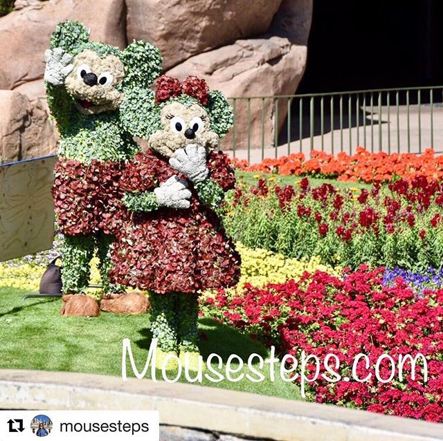 OurFLProject's tweet photo. Holy flowers, that’s amazing!! 😍😍😍#EpcotinBloom https://t.co/Cnz9yS5qiL
