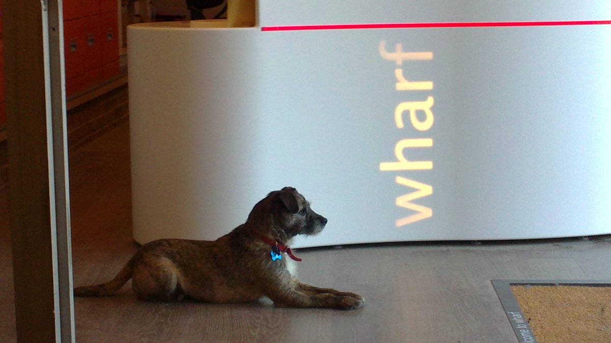 TheWharfBlog's tweet image. Archie enjoying a cold but sunny morning