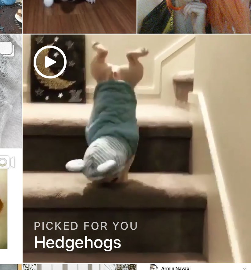 pug falling down stairs