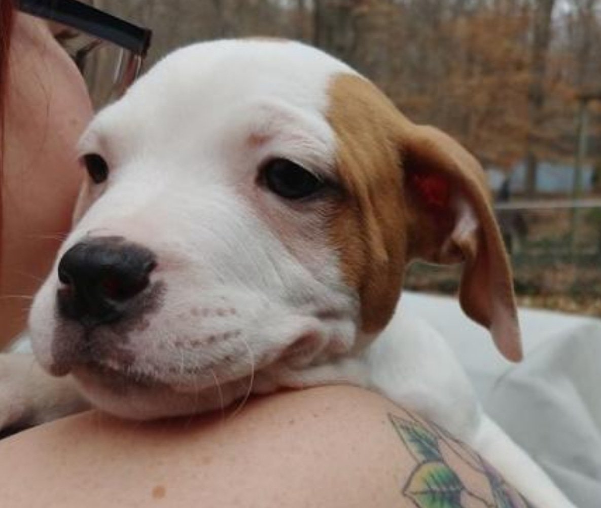 southofthebully's tweet photo. Need a little tropical weather in your life?! Adopt Largo or any of the Florida Keys litter! https://t.co/aWWGnK4Sx8 #pibble #pitbull #adoption #adoptme #rescue https://t.co/79ci7P2BSR