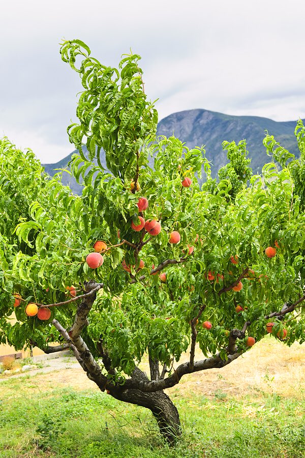 Beautiful tree with ripe juicy peaches ready to eat 🍑