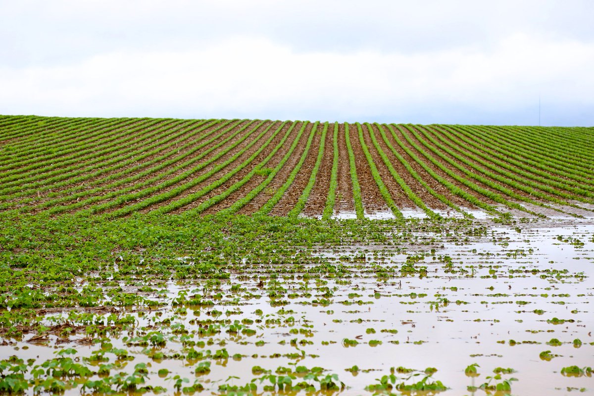 NewThought4Food's tweet photo. “The more we understand how our weather is changing, the better we can be about adapting to these changes and making decisions now and into the future in agriculture.” - Aaron Wilson of @ByrdPolar 
https://t.co/OKTXLmXJ1t #DiscoveryInFACT https://t.co/UQ9hMDWa9F