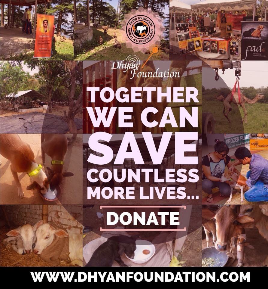 #SupportTheVoiceless | Together we can save countless more lives. #DONATE 
Learn more about the cause, visit:
dhyanfoundation.com/donate-now.php
Or call 9810310987

#animalwelfare #animalrescues  #serviceinitiative #charity #service #karma #animalshelter #helpanimals #savethevoiceless