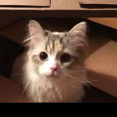 CPGlasgowBranch's tweet image. GOOD NEWS – Lola the tortoiseshell &amp;amp; white female kitten who was missing from the Craigton area of Glasgow has been found. Full details bit.ly/2CCfCB4#lostca…