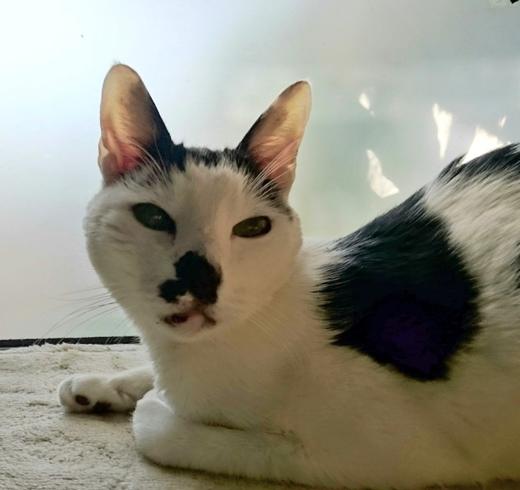 atomtomtom1998's tweet photo. 今日は猫の日😺🐾
昨日休みだったので愛しのあとむ😺🍀にお供え物を❤
我が家のまめ😺には貢ぎ物ちゅ～る✨
喜ぶおやつをたくさん買ってきたことが何故か分かるらしい❗☺ https://t.co/0bgC7YMsLB