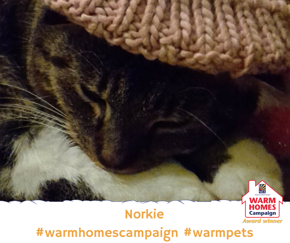BarnsleyHousing's tweet photo. If you’re a @BerneslaiHomes tenant and want to find out more about keeping warm in your home like Norkie visit: https://t.co/3Usald82Zd 
#warmhomescampaign #catsinhats #warmpets https://t.co/Cj4Ot6BMSw