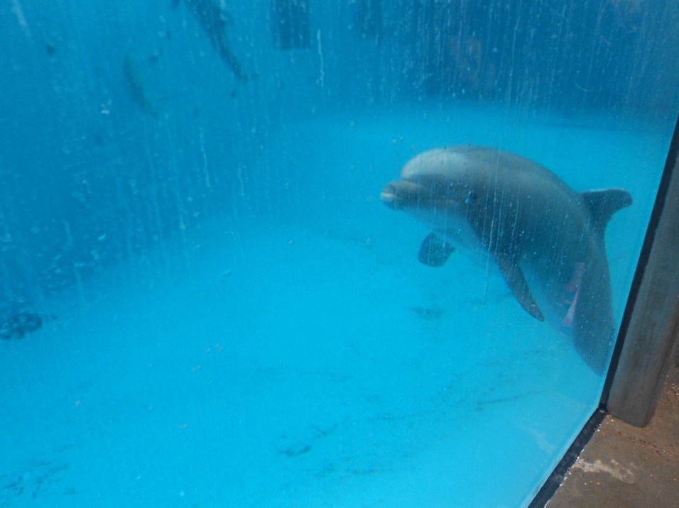 Dolphin_Project's tweet image. Flashback 2016 – One Dolphin’s Story: Beachie buff.ly/2EDMPy4 #DolphinProject #DontBuyATicket