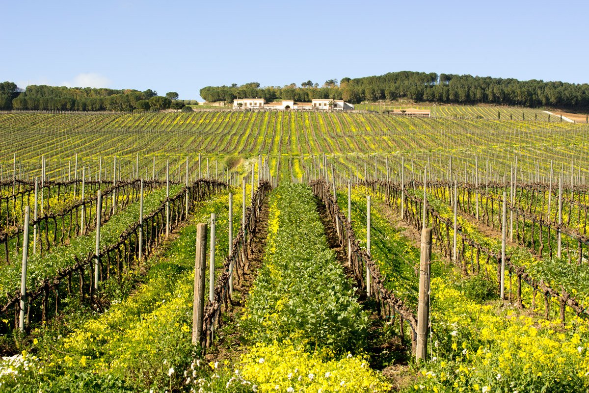 Pennellate verdi e gialle accompagnano lo sguardo verso il nostro Feudo.

#winlovers #sambucadisicilia #Sicilia