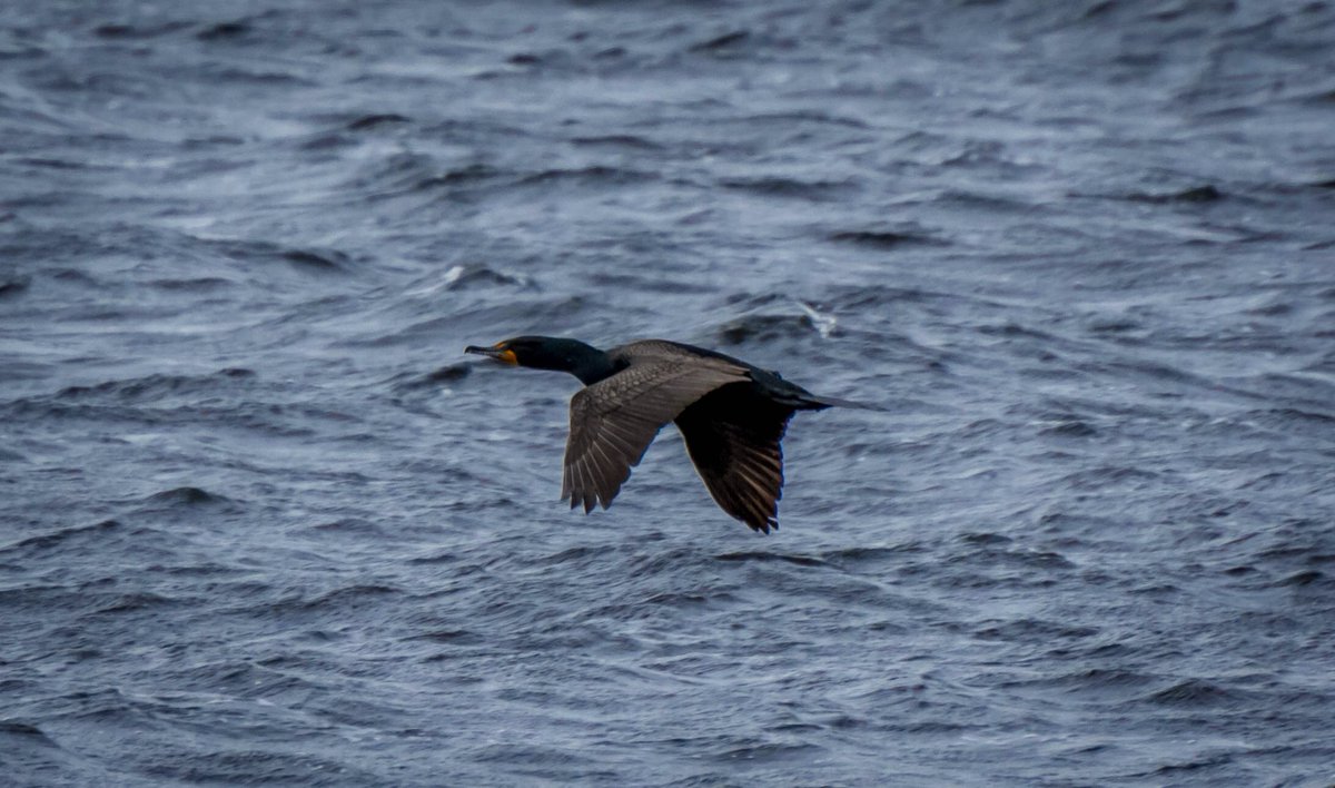 lori_will_newf's tweet photo. Fly Away! #explorenl #explorenewfoundland #enjoynl #tournl #nl #newfoundland #naturelover #nature #adventure #nlphotography #scenicnl #enjoynewfoundland #experienceNL #709 #naturephotography #whataview #scenery #newfiepride #newfoundlandandlabrador #iloveNL https://t.co/6CZ8XJTD2M