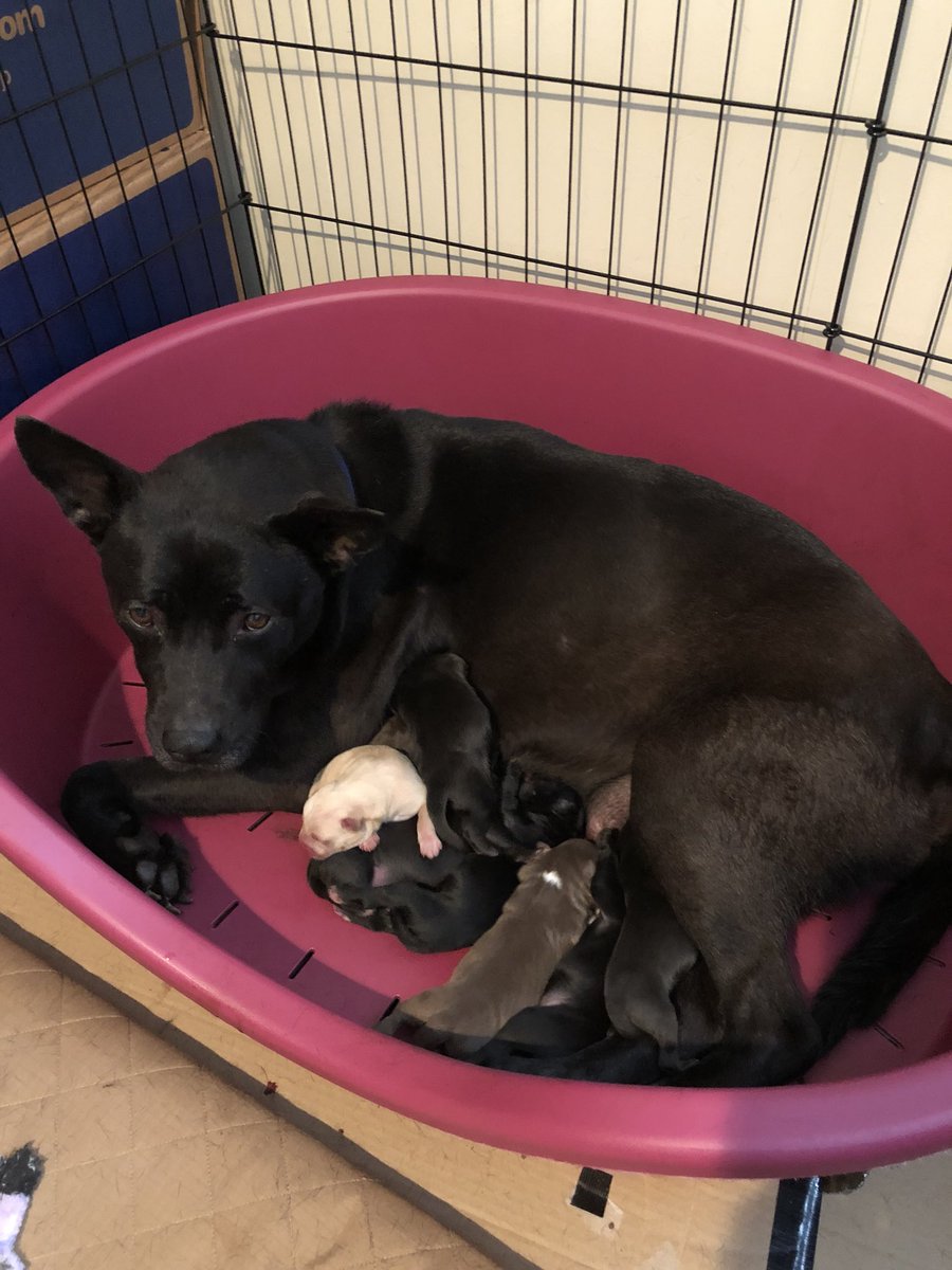 10 puppers later