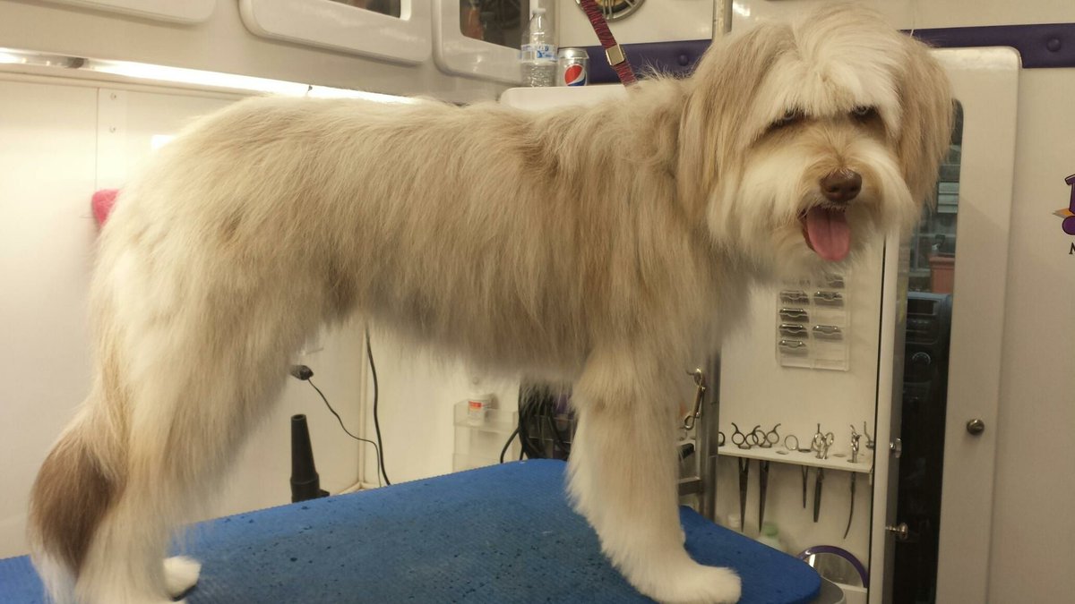 PPSGrooming's tweet photo. Leanne got Izzy all cleaned up and smelling fresh #BeardedCollie #AustralianShepherd #Mix #BigDog #LargeBreeds #PurrFurred #PetStyling #MobileGrooming #PetGrooming #Naperville #Dogs #Pets https://t.co/TCLi5hMOoq