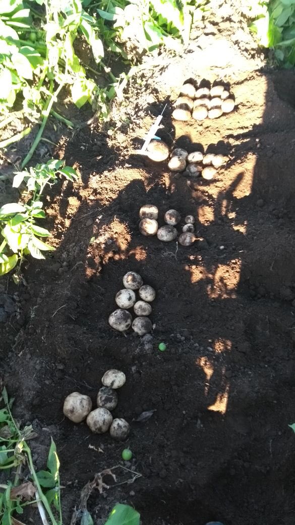 InveranCorp's tweet photo. tomando mediciones en campo, cliente Agricola La Excelencia 🥔 #bioprotec #biotech #agriculture https://t.co/3B7u2YtqbN
