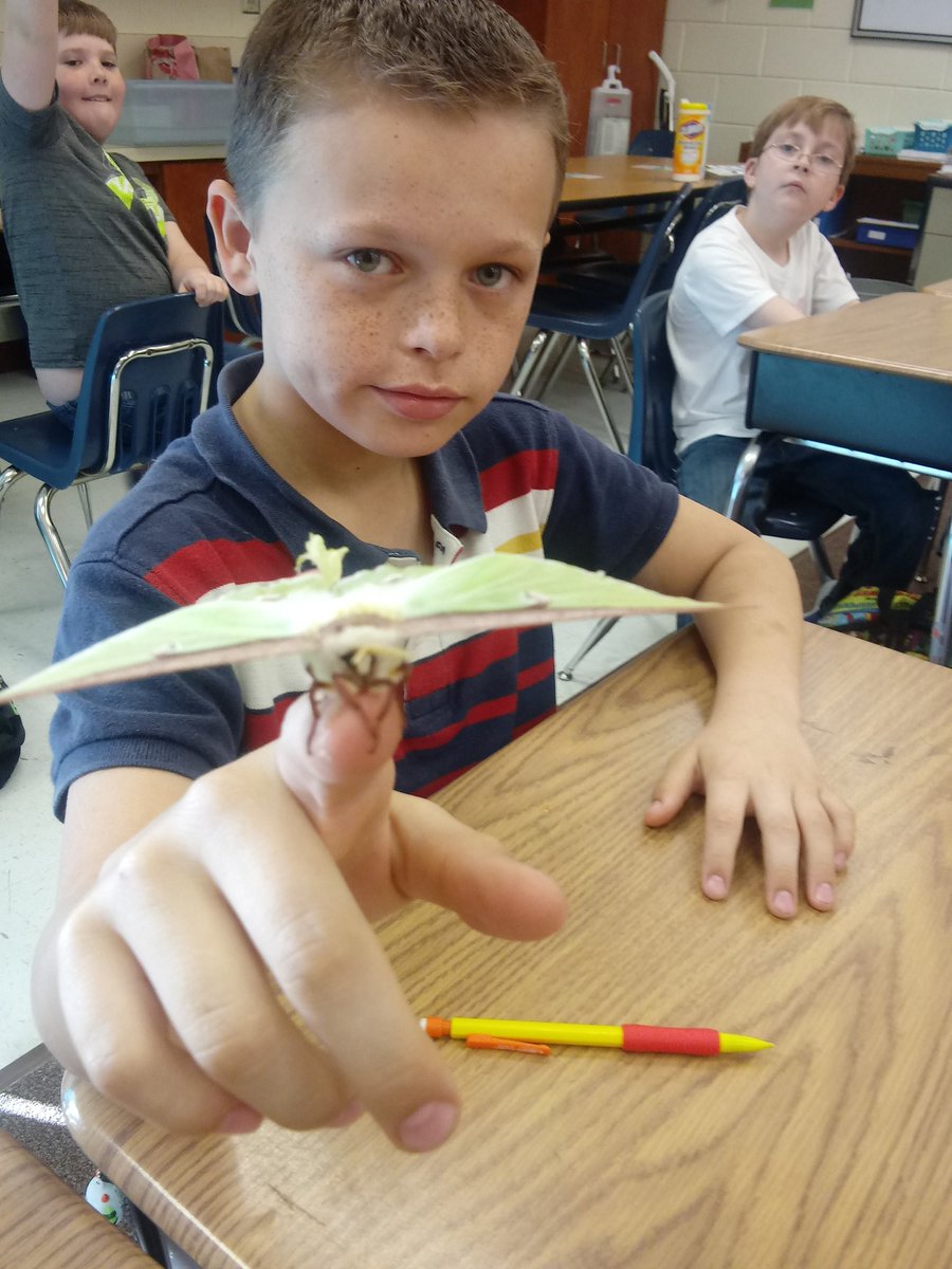 KatelynKent16's tweet photo. This beautiful Luna Moth was at my back door this morning, so we put writing on hold for just a few minutes to explore nature &amp; learn a little about adaptations and insects. Now in our research unit, my kiddos can't wait to find more information about Luna Moths! https://t.co/tfFMHInVMR