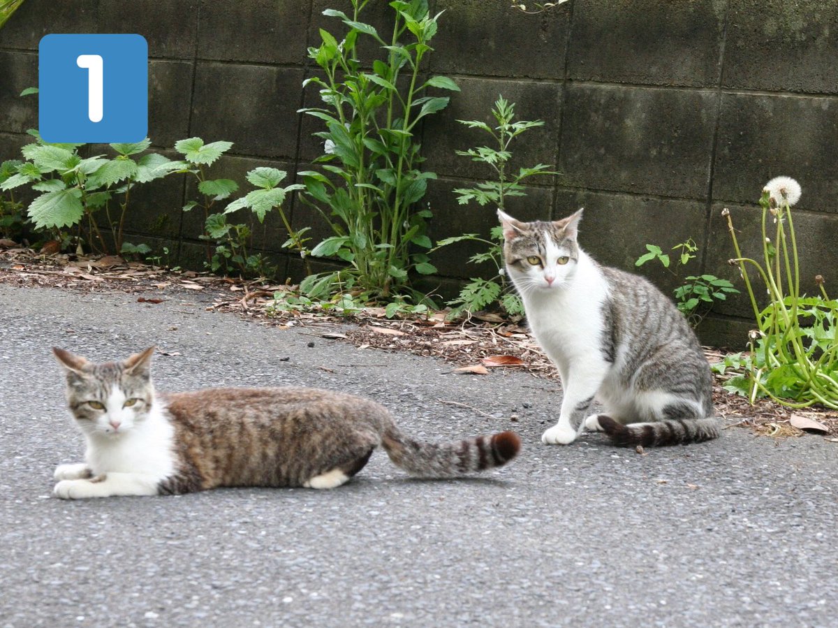 あ り お り ちなみにプロフィール画像は 組長の愛人との浮気現場を押さえられた若衆 の図です 弱肉強食の非情 猫の日