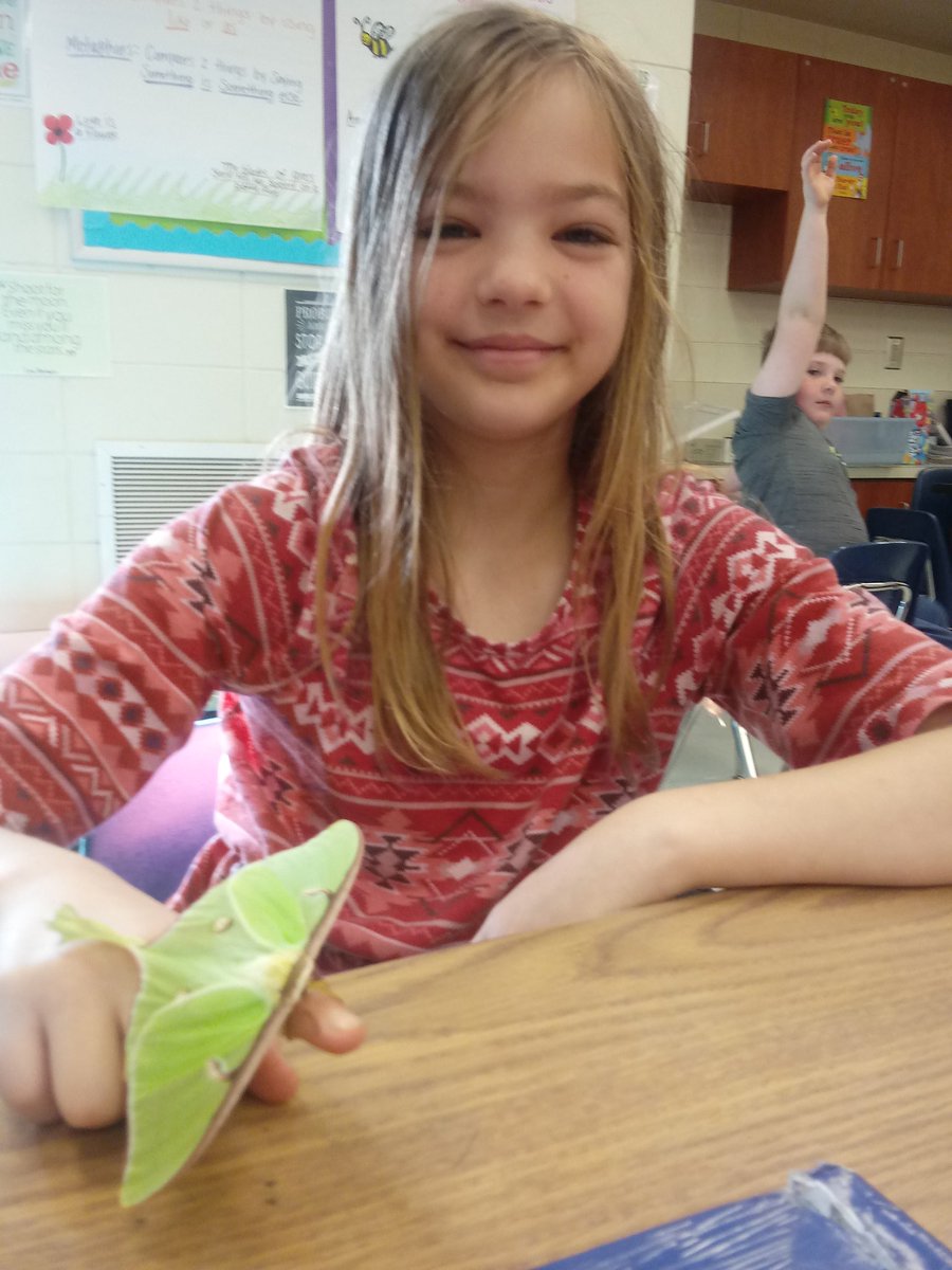 KatelynKent16's tweet photo. This beautiful Luna Moth was at my back door this morning, so we put writing on hold for just a few minutes to explore nature &amp; learn a little about adaptations and insects. Now in our research unit, my kiddos can't wait to find more information about Luna Moths! https://t.co/tfFMHInVMR
