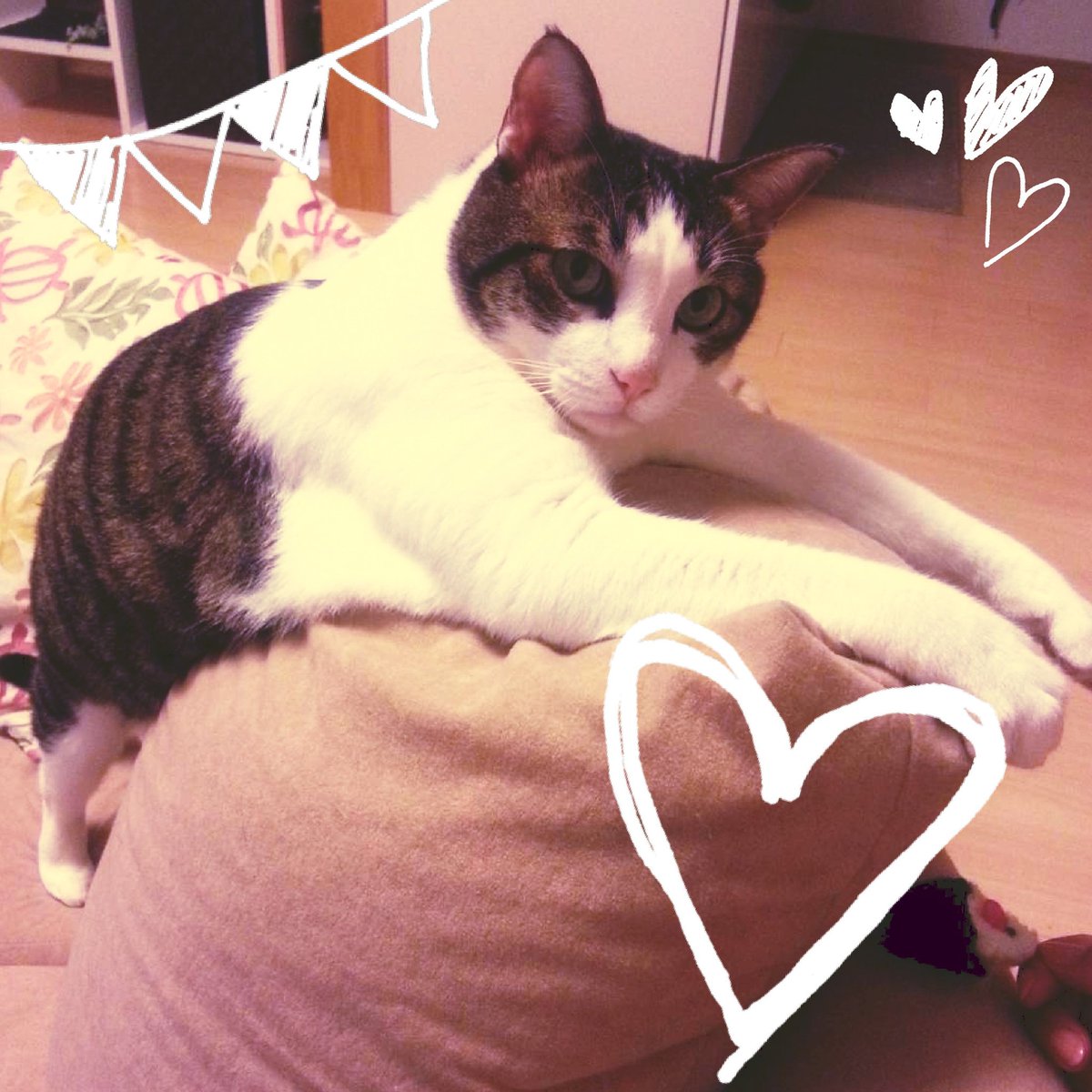 間に合った💨💨
絶対今日中にTLしたかった！

今日は2/22 😸猫の日🐱

我が家のお猫様をお披露目😍

#ねこの日
#まじ天使 👼
#いや王子 ♂
#私の癒し系はこの子 ʚ❤ɞ
#可愛いと思ったらRT