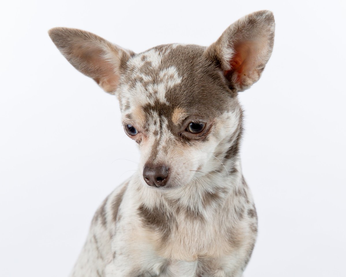 Bromley_Photo's tweet photo. There's still time to claim your 20% discount. Simply book your pet photo shoot with us before the end of February.
#Bromley #Photographer #Studio #portrait #PetsAreFamily 
https://t.co/xfxBm4X6Lm https://t.co/aHF17UM6bP