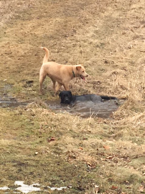 VTCraftsmen's tweet photo. Hot dog! Winnie, shop dog @LomasFurniture frolics the grounds of John's land. #dogdaysofwinter #DogsLife #dogsoftwitter #furniture https://t.co/tNe7z8W6nh