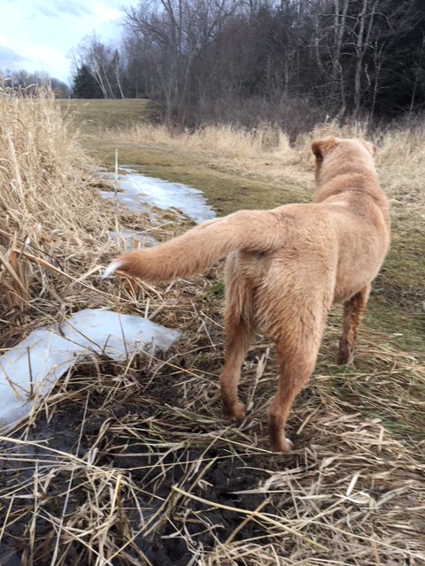 VTCraftsmen's tweet photo. Hot dog! Winnie, shop dog @LomasFurniture frolics the grounds of John's land. #dogdaysofwinter #DogsLife #dogsoftwitter #furniture https://t.co/tNe7z8W6nh