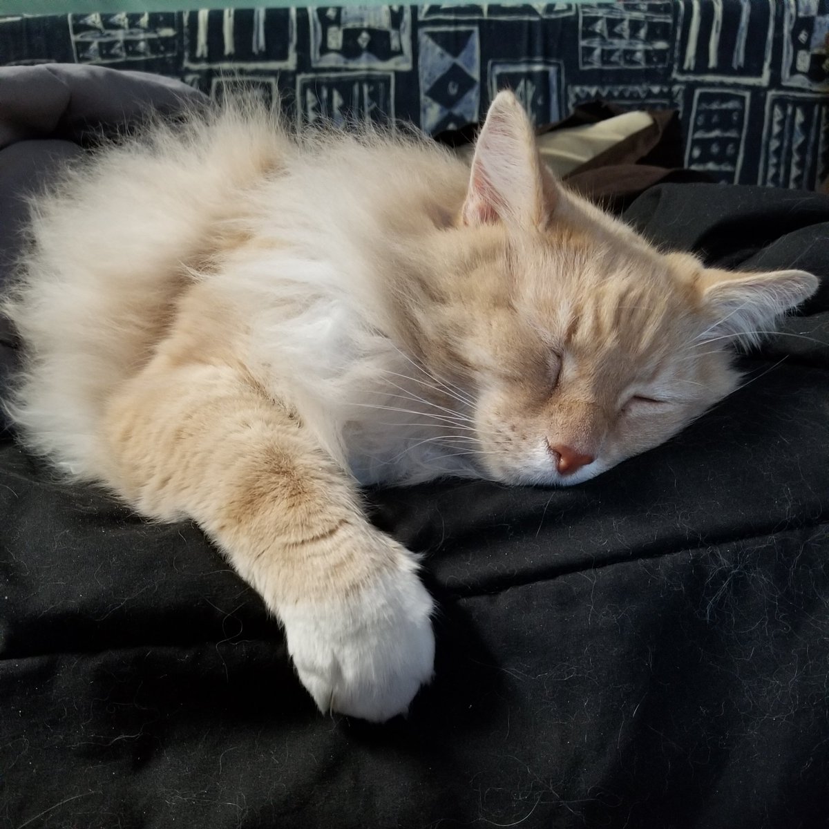 JustinCritch's tweet image. I don't wanna get up either, kitty. #catogram #gingerCat #zzz