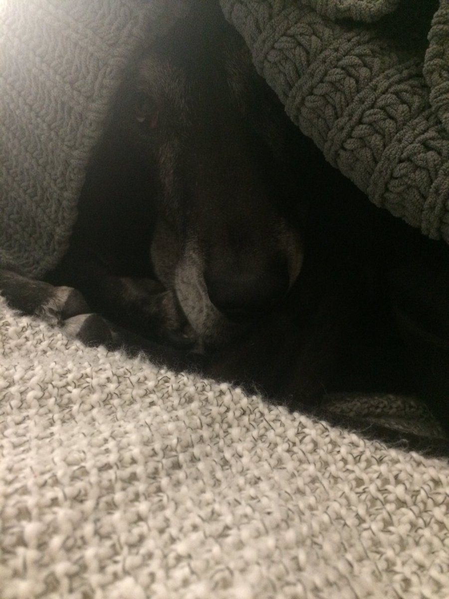 DPlonz4255's tweet image. #GreatDaneProblems it must be tough being a big ass moose all day.