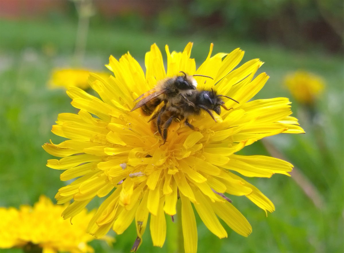 JCGardener's tweet photo. Propaganda versus reality... Dandelion days are almost here, so I intend to share the beauty of these cheerful, life-giving blooms 🌻 (not the evil-eyebrowed demons portrayed by pesticide industry advertising). #DandelionDays #gardening #gardenchat #nature #gyo #pesticides https://t.co/RZ2e4pOQU1