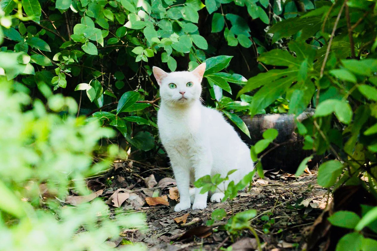 映画 モリのいる場所 V Tvittere 肝心の猫の写真が表示されていませんでした 改めて 猫の日