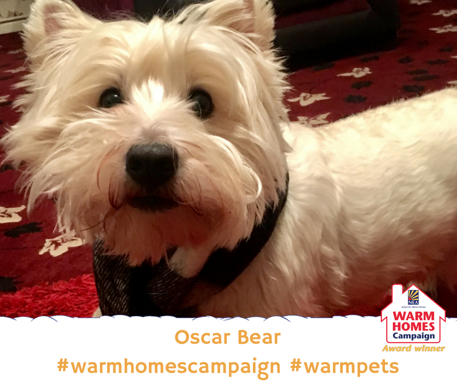 BarnsleyHousing's tweet photo. Make sure you heat your home to at least 18°C to stay healthy this winter like Oscar. For more tips visit: https://t.co/ppMkUCRTTj
#warmhomescampaign #warmpets #dogsinscarves https://t.co/LgD89tsnXp