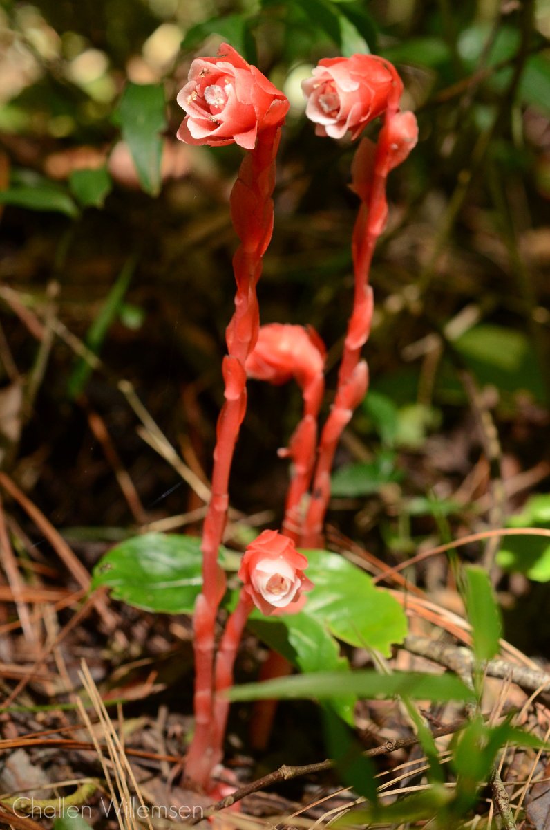 challenguate's tweet photo. The ghost plant, Monotropa uniflora, is a rare plant that has no chlorophyll; instead it gets its energy by acting as a parasite on fungi, which makes it a myco-heterotroph. It's usually white but specimens at @el_tular are invariably red. #ericaceae #botany #plants #flowers https://t.co/gfaKH6PZRm