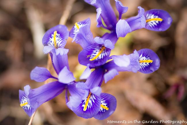 MomentsintheG's tweet photo. Another favourite bulb of mine is iris reticulata with its pretty blue flowers.  #irisreticulata #prettyblueflowers #earlyspringbulb #floralphotography #momentsinthegardenphotography https://t.co/GPVl9lVtLM