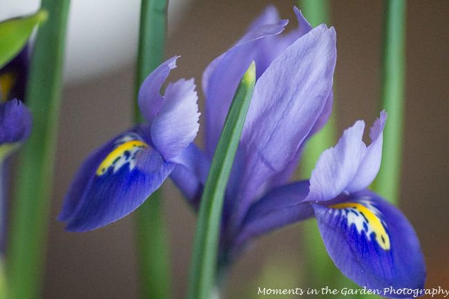MomentsintheG's tweet photo. Another favourite bulb of mine is iris reticulata with its pretty blue flowers.  #irisreticulata #prettyblueflowers #earlyspringbulb #floralphotography #momentsinthegardenphotography https://t.co/GPVl9lVtLM
