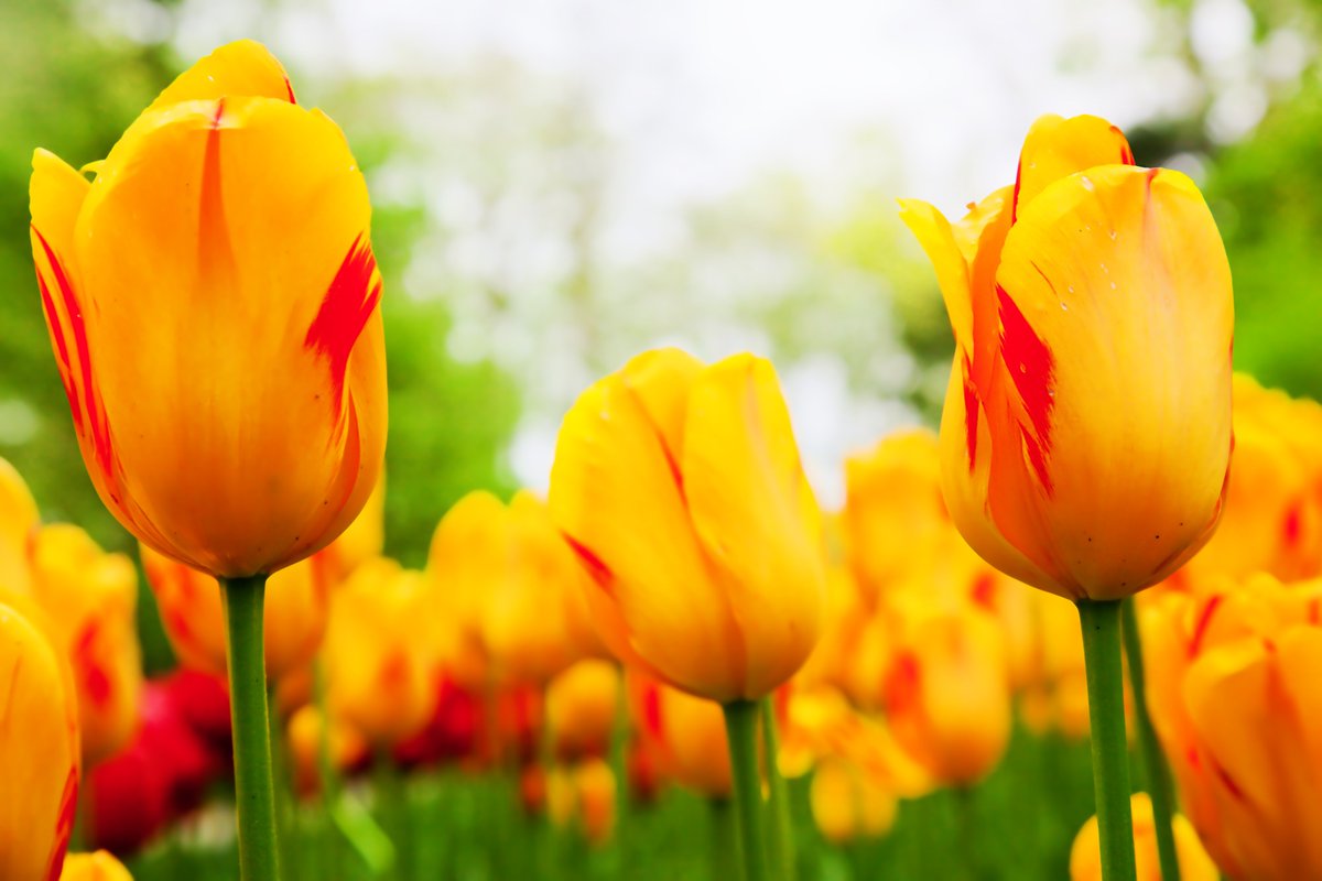 AeroTrap's tweet photo. 2018 is the Year of The Tulip. Here are tips for adding these amazing annuals to your yard. https://t.co/hC96PPmsvJ  At AeroTrap, we eliminate the pests so that you can enjoy your beautiful outdoor space. #yearoftulip #loveyouryard #springplanting #bugstopshere #tipsbyaerotrap https://t.co/92CHMsqlgn