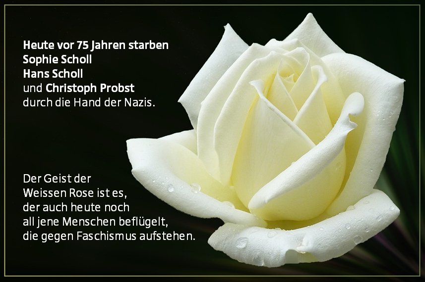 #WeisseRose #SophieScholl #HansScholl #ChristophProbst #GeschwisterScholl