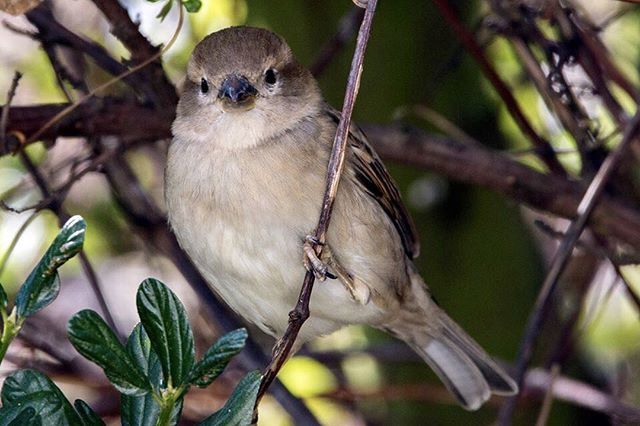 SimonJames's tweet photo. Another one from the kitchen window...... Canon EOS5D MkIII 
Sigma 150-600mm DG OS HSM C at 600mm
#snap_wildlife #birdextreme #anythingfeathered #allmightybirds #feather_perfection #nature_perfection #Planetbirds #capturewildlife # #bestbirdshots #your_b… https://t.co/QEqd4X7ZkQ https://t.co/4pawYvHUn9