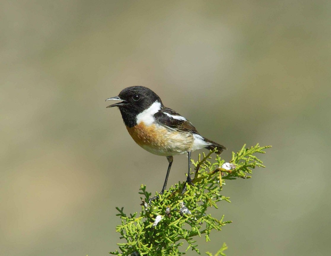 avonwt's tweet photo. An unusual winter visitor - a male stonechat - was spotted on our Bennett's Patch nature reserve for the first time this am. Usually found in heathland and coastal habitats, this lovely bird is so named because its call sounds like 2 stones being tapped together! @bristolbirding https://t.co/91Q35ulM9Z