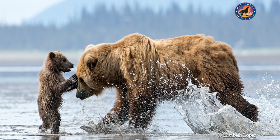 Got Bears?  Defenders of Wildlife