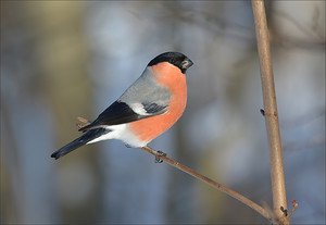 together666's tweet image. Красавец-мужчина...