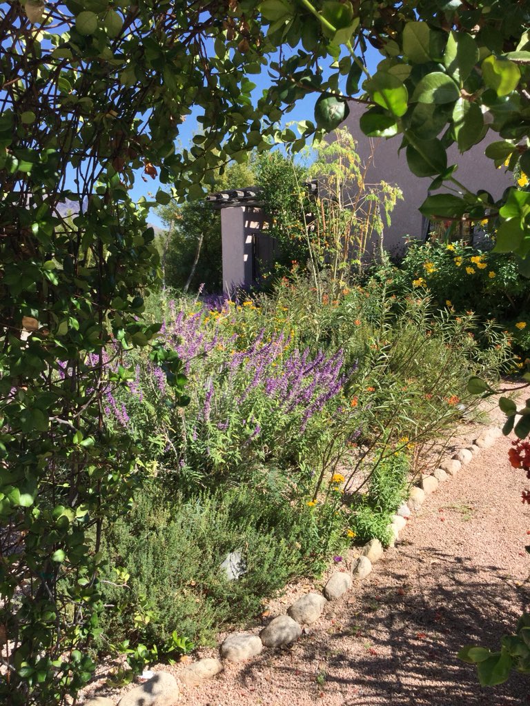 Westward_Look's tweet photo. Raymundo and his team of professionals are constantly transforming the Westward Look into a living museum! Schedule a tour of our property with Raymundo and he will personally take you around and show you the secrets Tucson has to offer! To make reservations, Call 520-297-1151. https://t.co/XBJXdUIQXb
