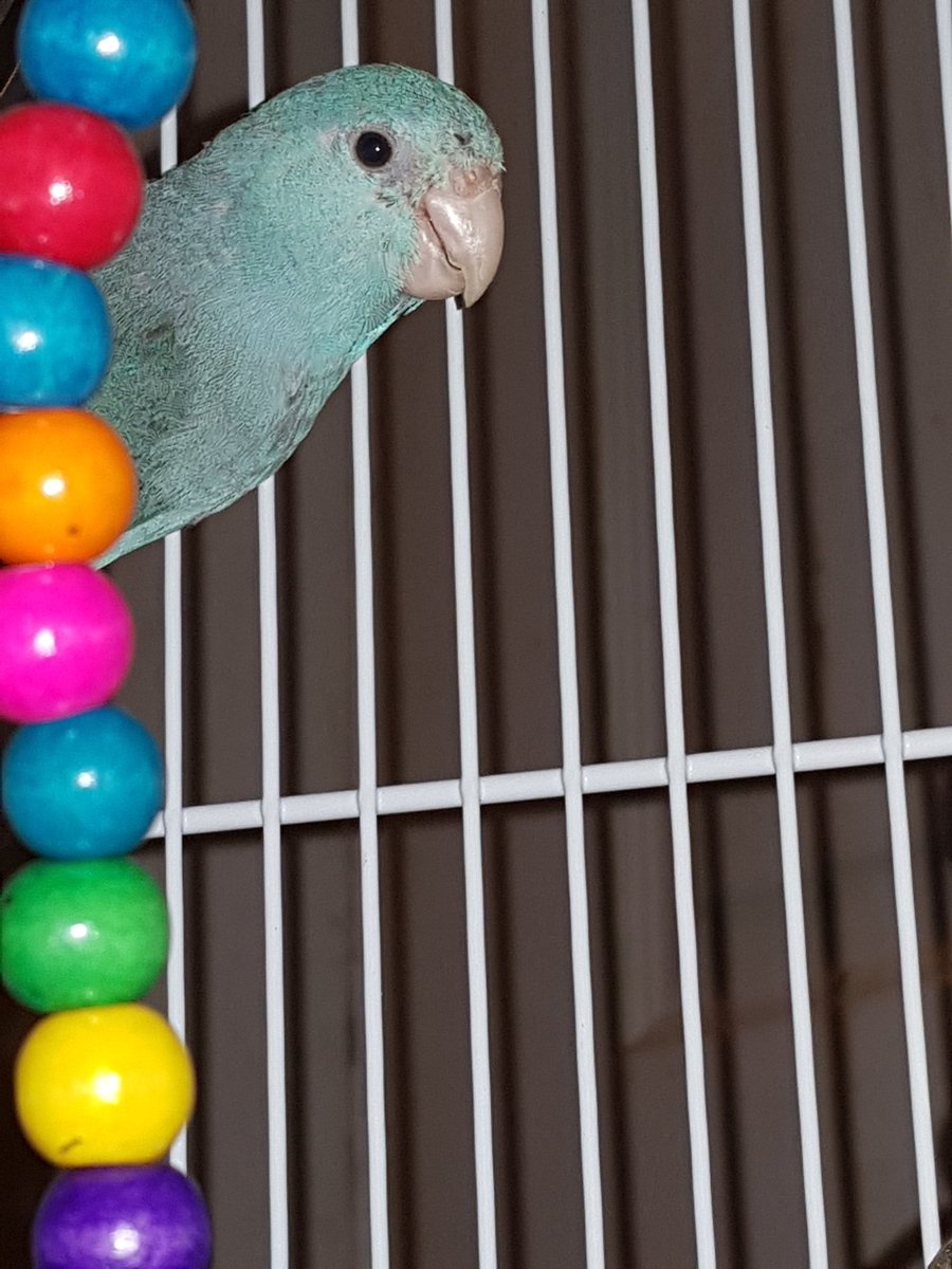 TopazLostb's tweet photo. I heard peoples were worried about me, here i am. I am doing very well. Tweety chirp https://t.co/jqWvjZOk11