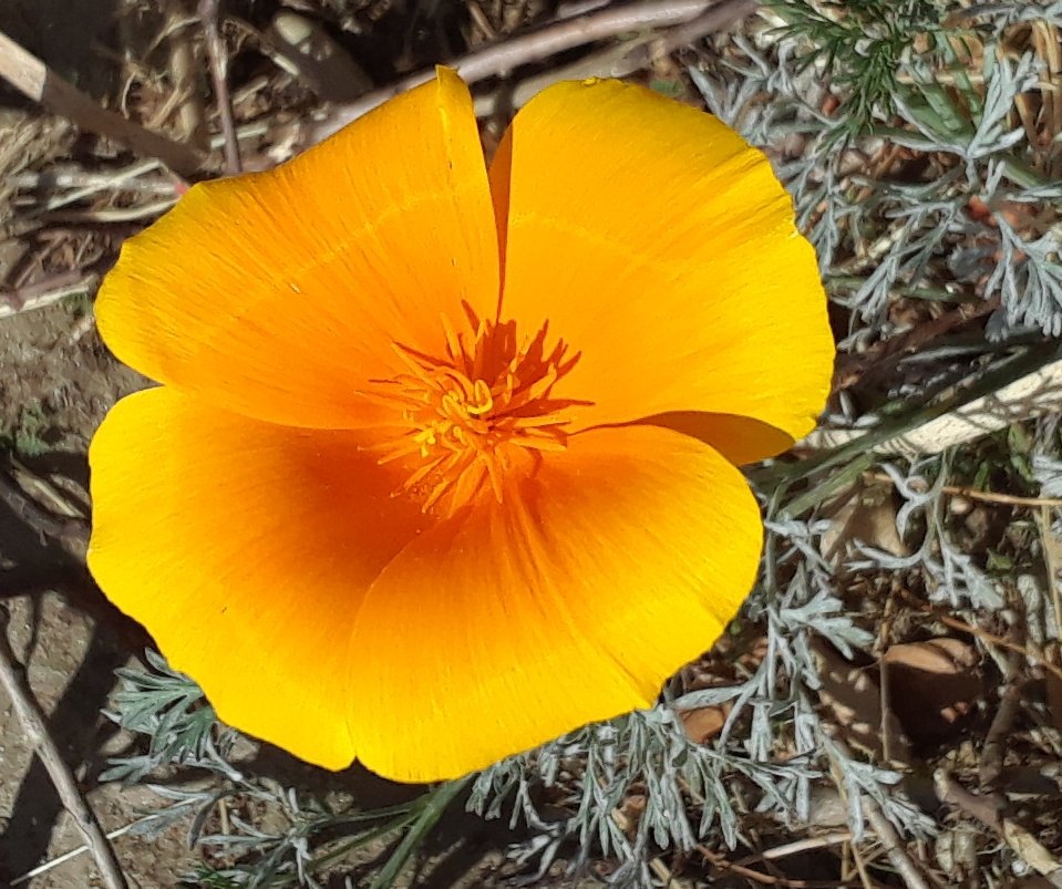 LA_Res_Tourist's tweet photo. Ridiculously intense color in the first #California #poppy of the #Spring. We were overjoyed to see it this morning!
#bigtujunga #ThursdayThoughts #wildflowers #LosAngeles #hiking #trails #naturewalk https://t.co/ksIA0QwE5e