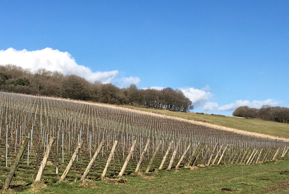 On a day like today working for an #EnglishSparkling producer is absolute bliss. Love being @WistonSparkling #southdowns #Sussex #getoutdoors