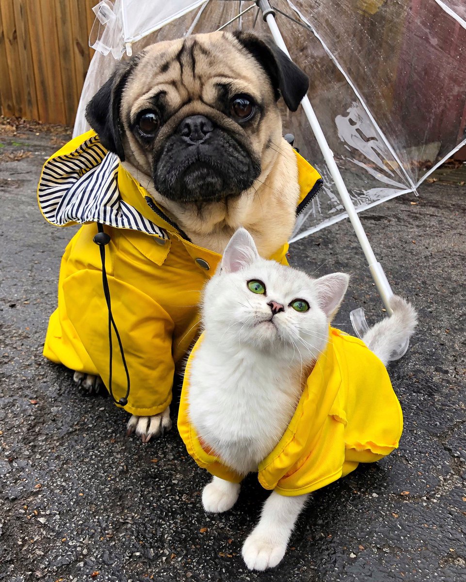 Doug The Pug tweet media