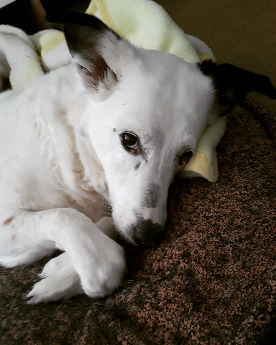 BonitaGhost12's tweet photo. I love Shadow!
#Father'sPup
#ILoveShadow
#GoodPuppyDog
❤🙏🤗 https://t.co/0JoY04AnrT