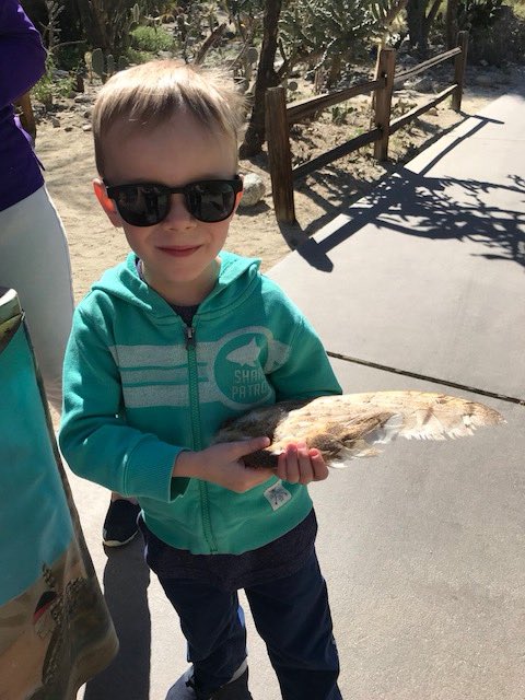 EHSKindie's tweet photo. #learningvacation @EHSKindie about #desertowls in Coachella Valley #visitCalifornia #ehsourstory https://t.co/w2Za00u84u